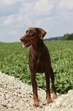 DOBERMANN 1175